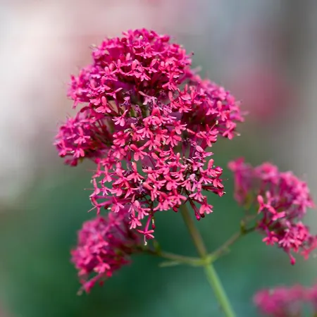 Kuca Za Odmor Divna Mati Villa